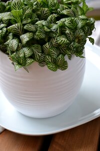 Fittonia houseplant flower