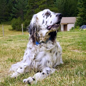 Friend dog resting pause
