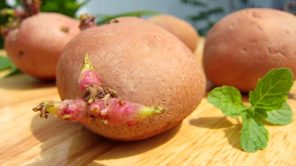 Science west potato german potato
