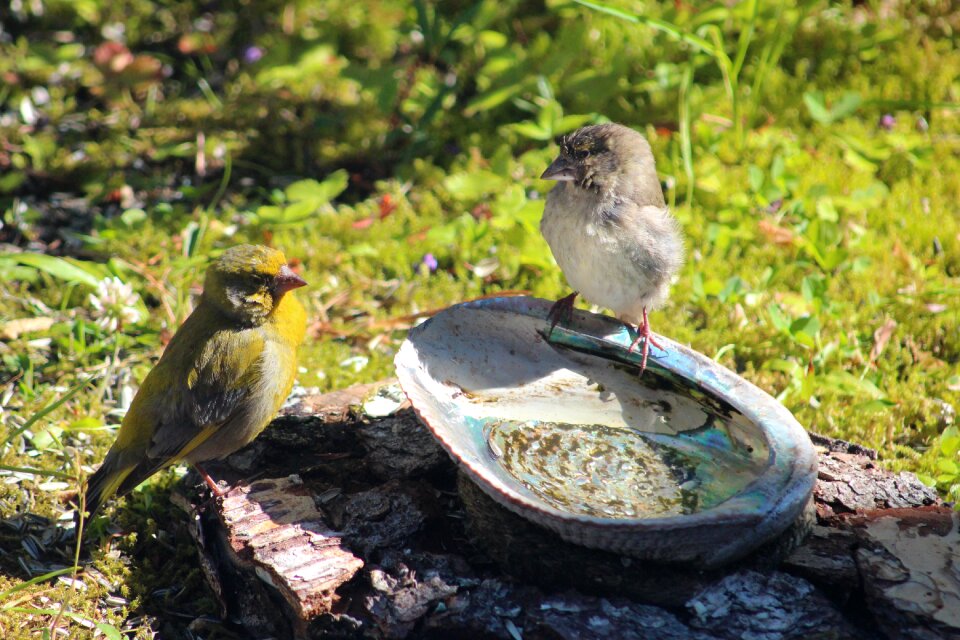 Green finches bird world sweden