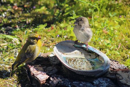 Green finches bird world sweden