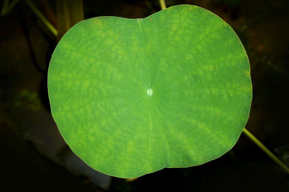 Lotus leaf large leaf green leaf