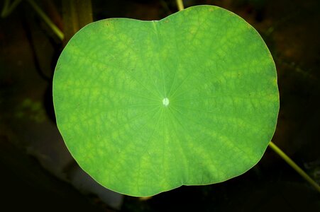 Lotus leaf large leaf green leaf photo