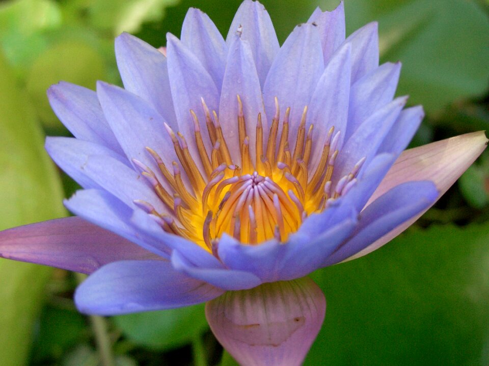 Garden plant color