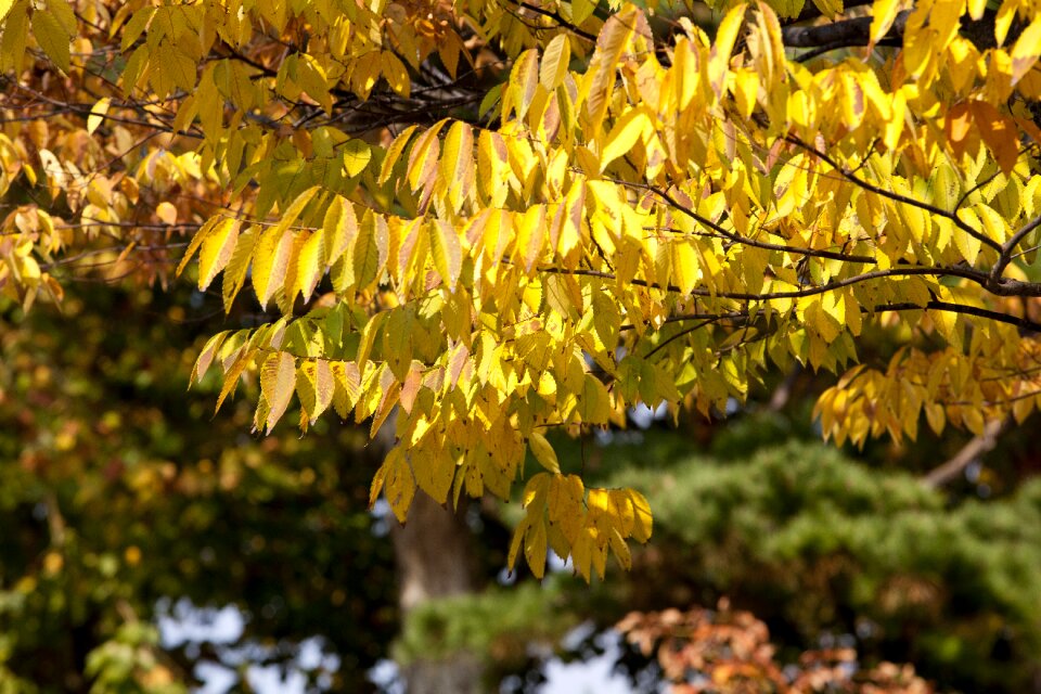 Landscape the leaves leaves