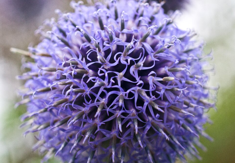 Nature macro flora