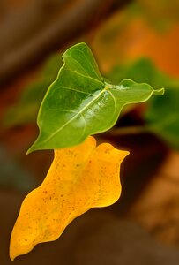 Background yellow leaves green leaf