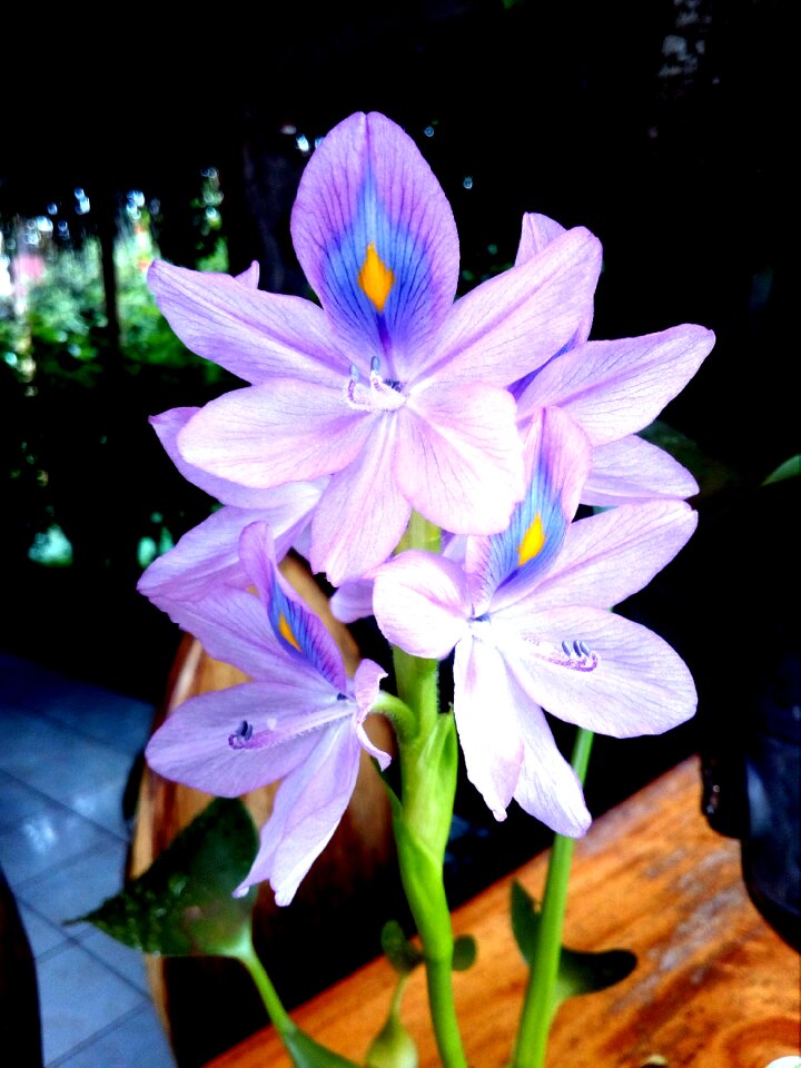 Flowers narcissus nature