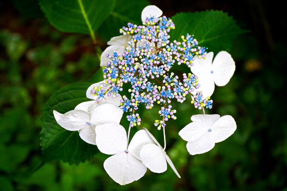 Plant garden floral