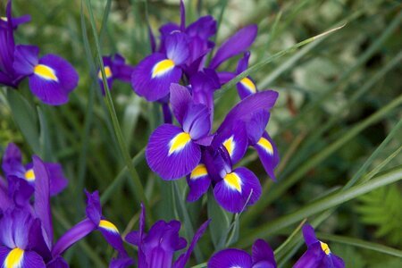 Purple iris flowering garden photo