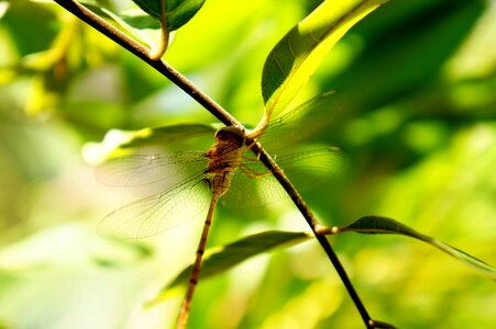 Natural insects dragonflies