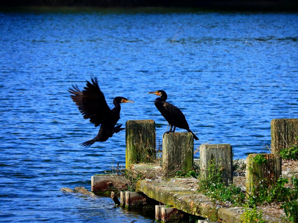 ümminger lake bochum two