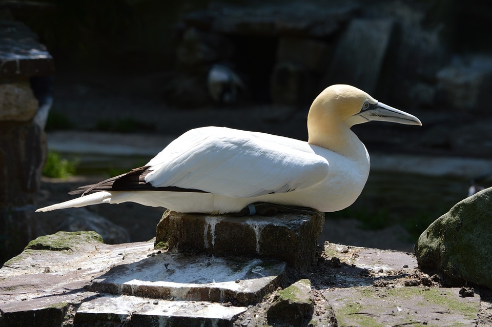 Animal nature artis