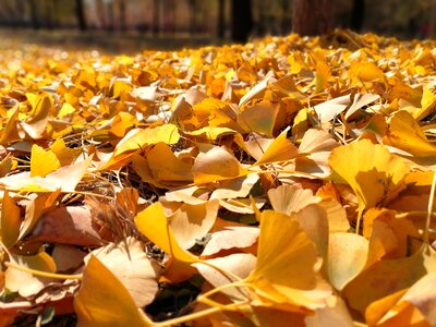 Golden yellow road defoliation photo