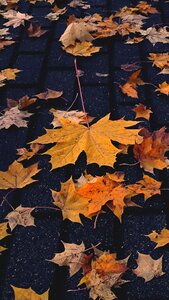 Autumn leaves water