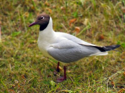 Walks bird white