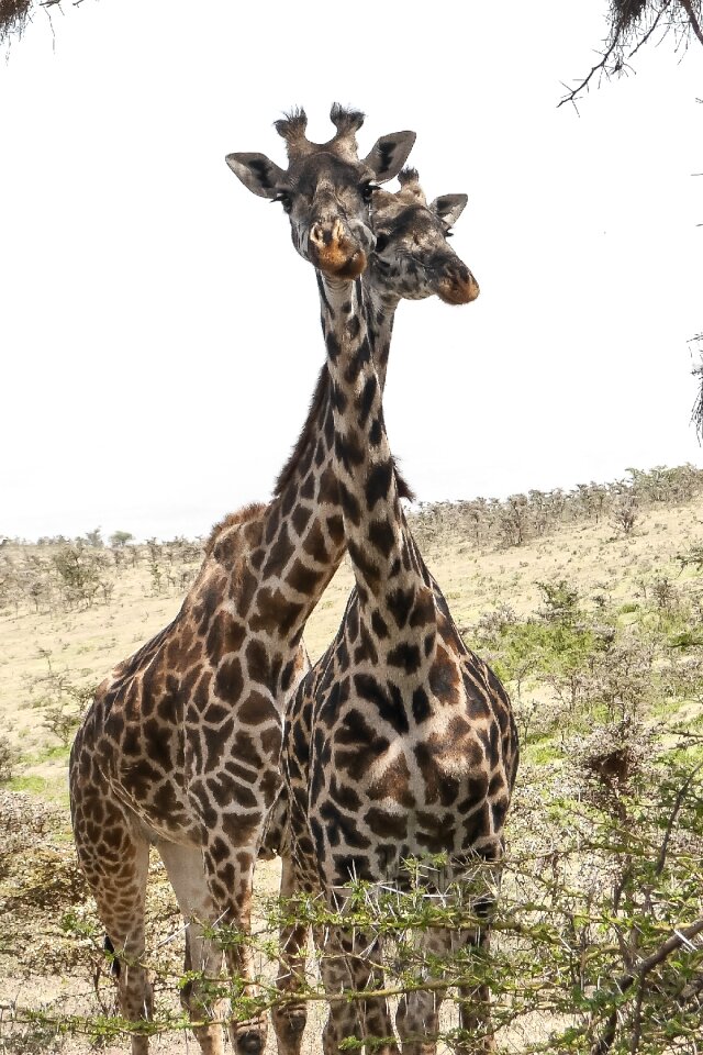 Wildlife giraffe head scout