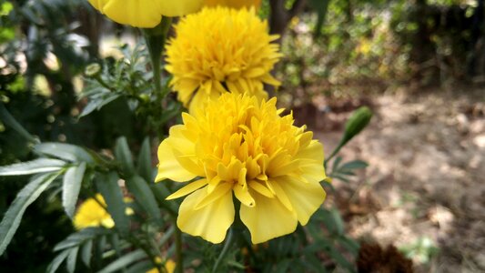 Yellow flowers ornamental photo