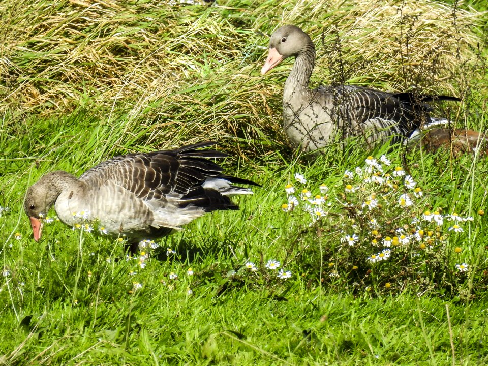 Bird nature animal