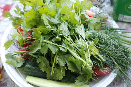 Salad vegetable garden food photo