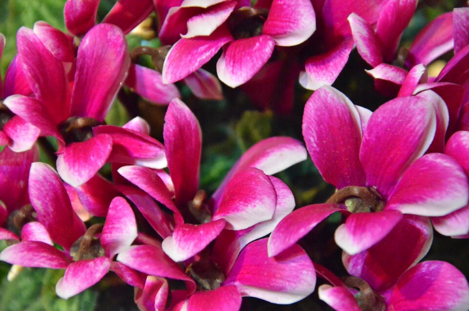 Flowers cyclamen nature photo