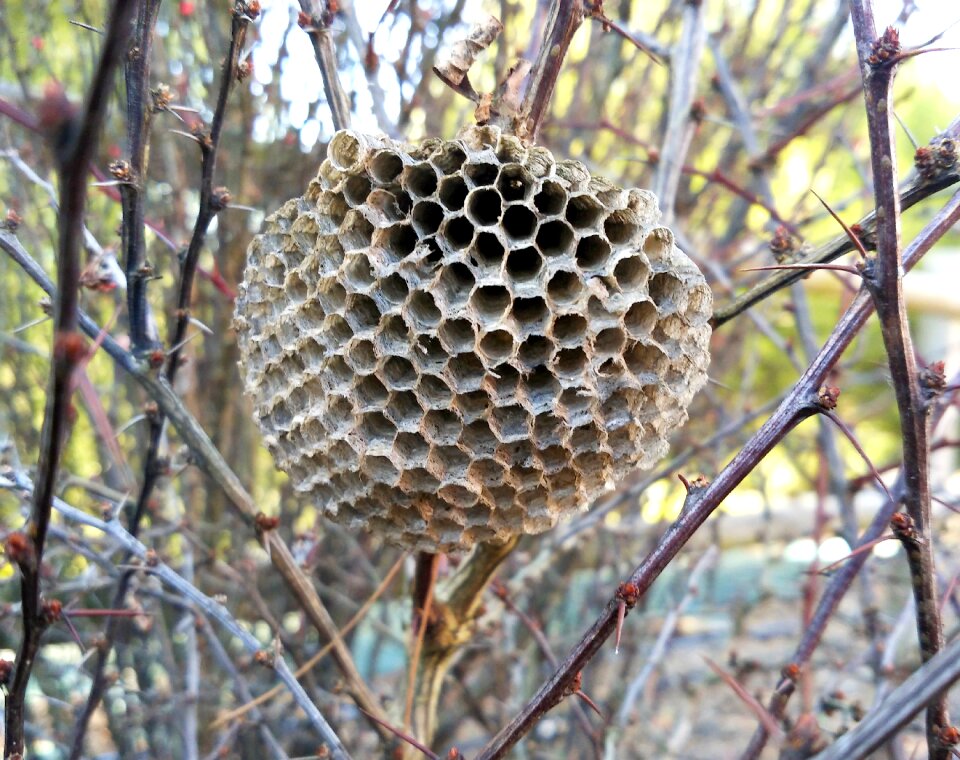 Insects nature architecture animal