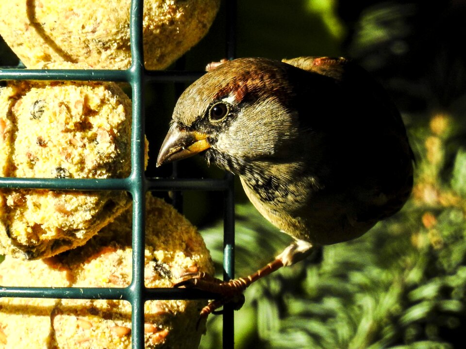 Songbird garden bird nature