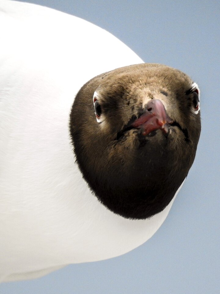 Bird nature animal