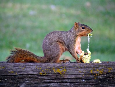 Eat rodent