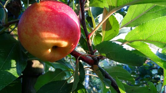 Healthy fruit tree red