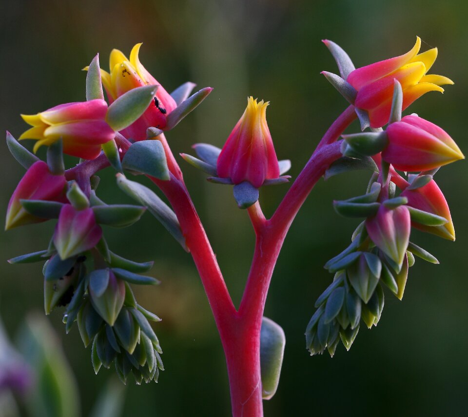 Flower succulent candy