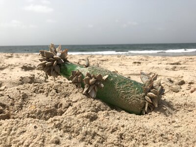 Message in a bottle mussels flotsam photo