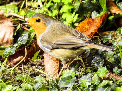 Garden bird nature animal