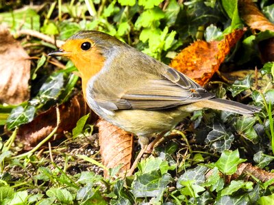 Garden bird nature animal photo