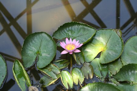 Jeju island lotus arboretum photo