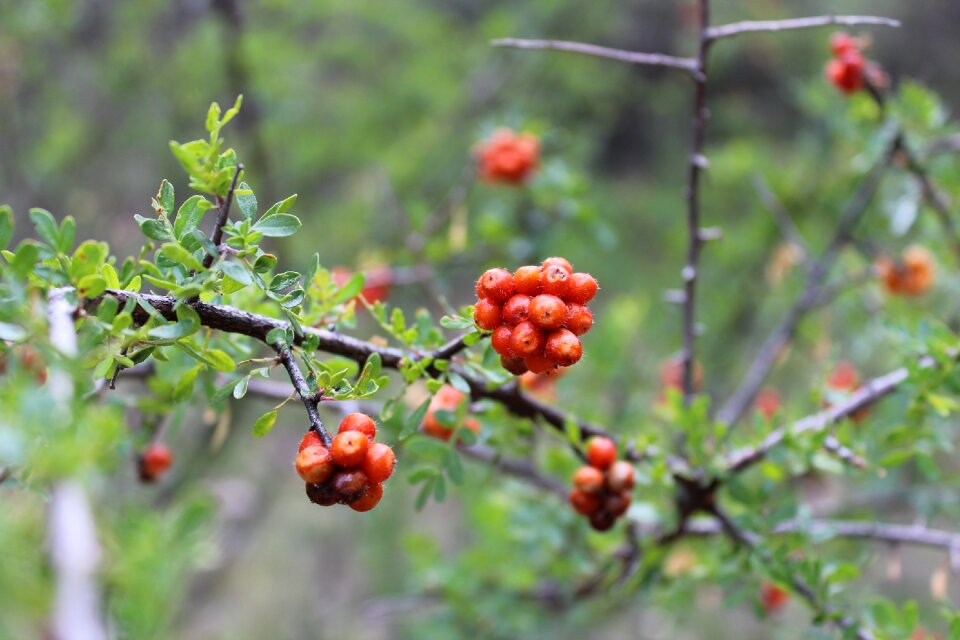 Fruits green flowers