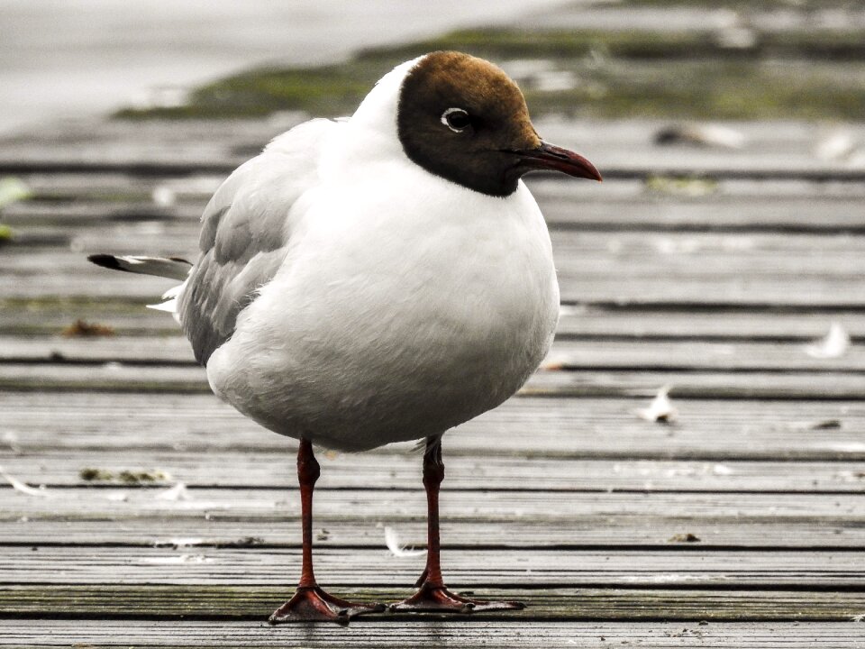 Bird nature animal