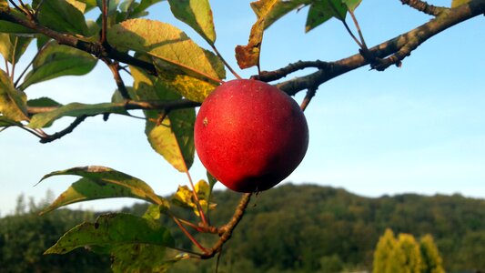 Apple fruit Free photos