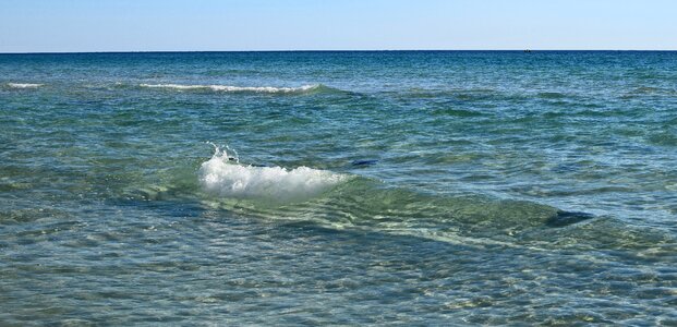 Sea nature gulf of mexico