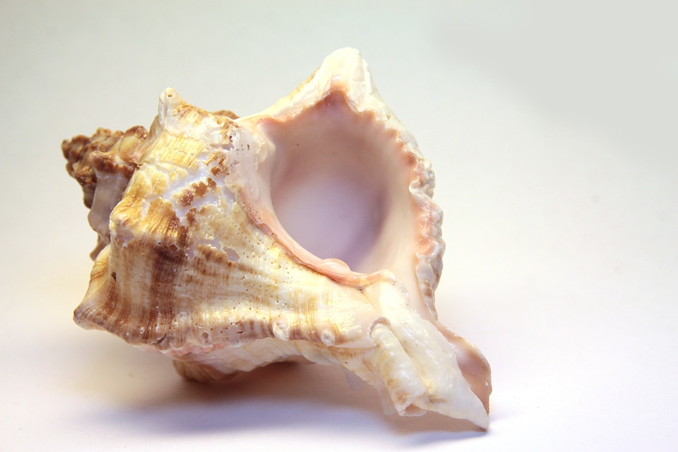 Beautiful isolated mussels
