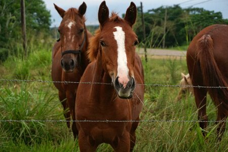 White and brown farm photo