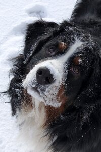 Friend pet purebred photo