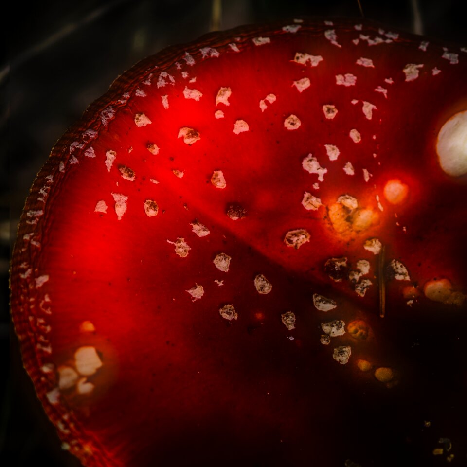 Fly agaric nature red