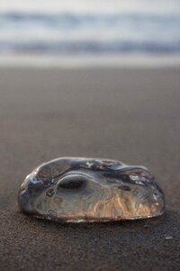 Beach jellyfish lima photo