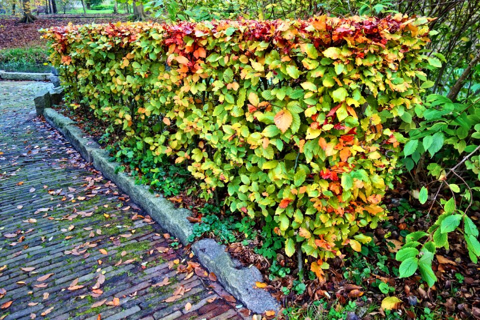 Autumn colors park garden