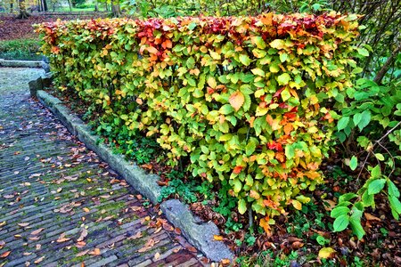 Autumn colors park garden