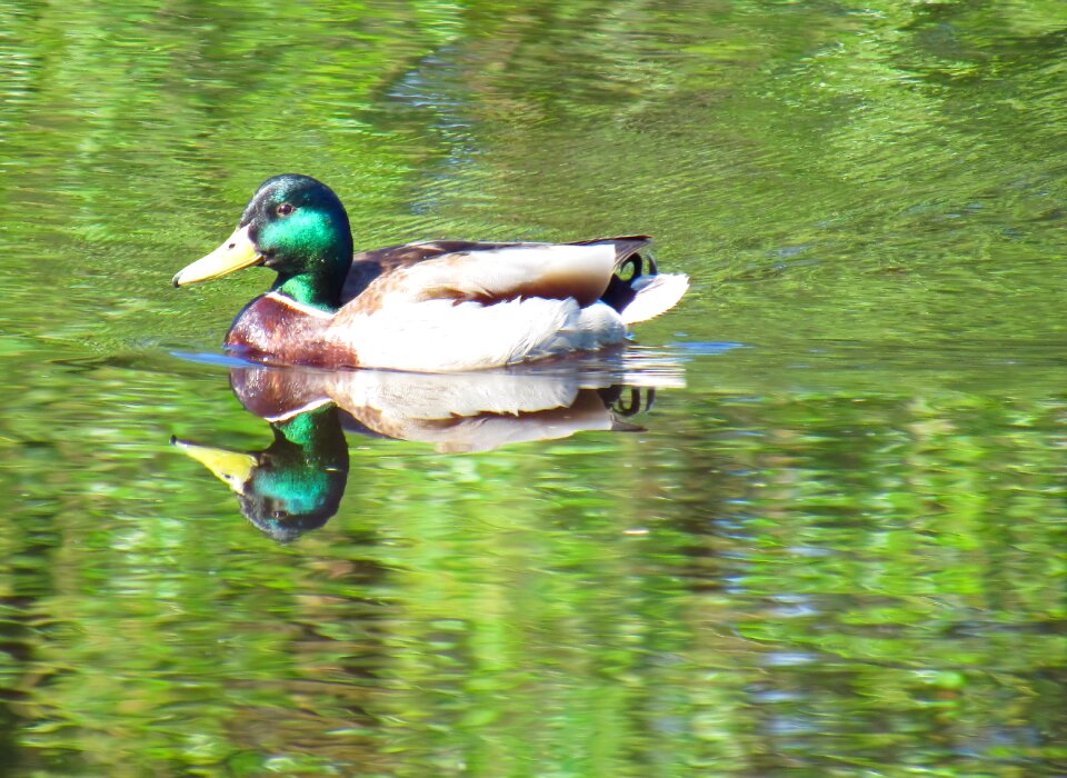 Beak waterfowl swim
