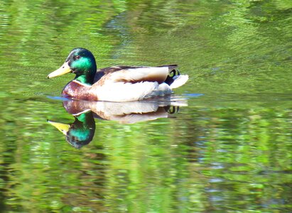 Beak waterfowl swim photo