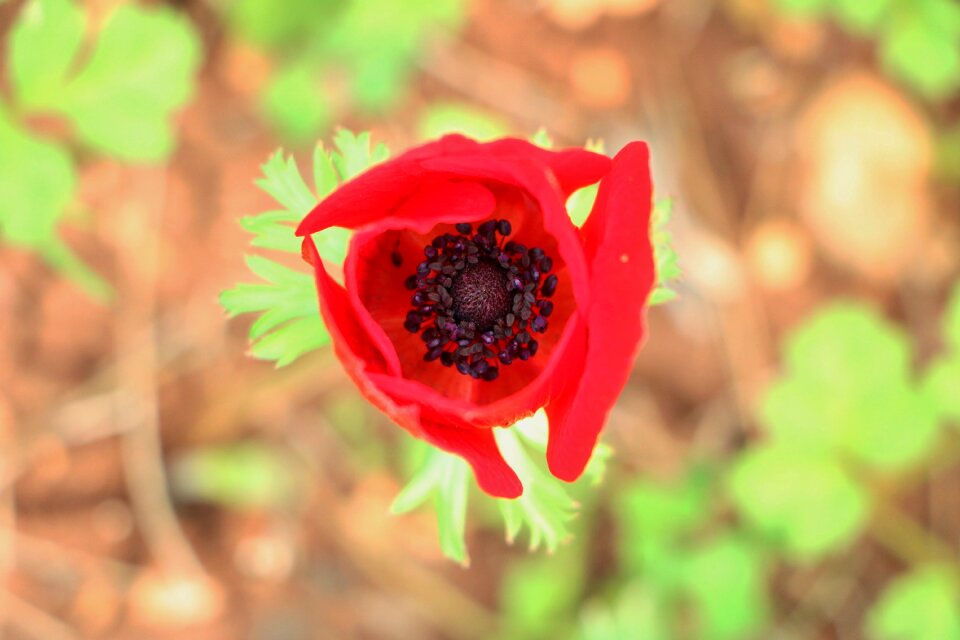 Red garden green