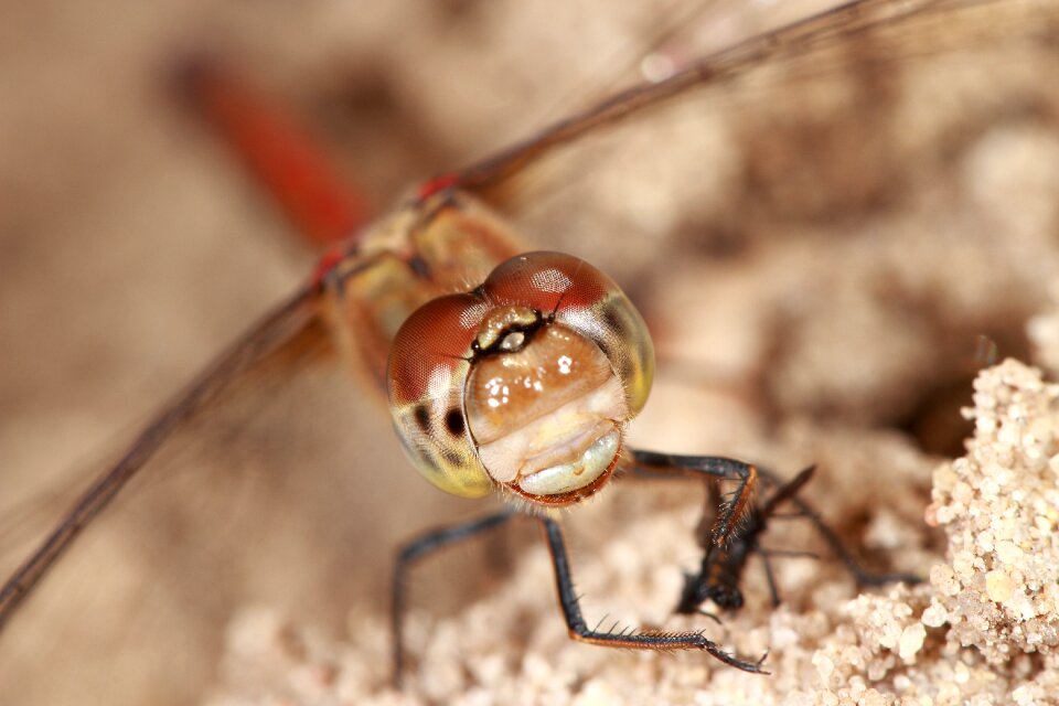 Macro bug wings